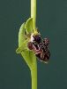 <em>Ophrys cretica x kotschyi</em>